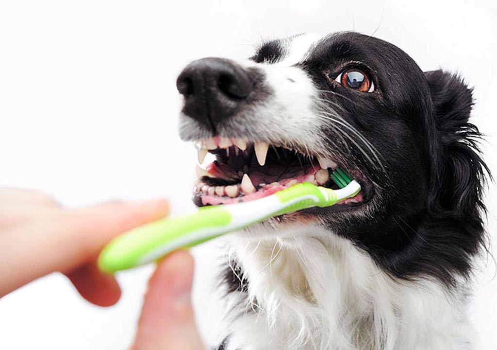 علائم ورم لثه در سگ ها چیست و چگونه میتوان آن را درمان کرد؟