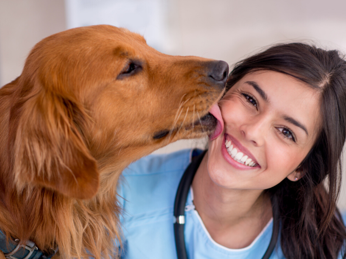 علل، علائم و روش های درمان سپتی سمی و باکتریمی در سگ ها