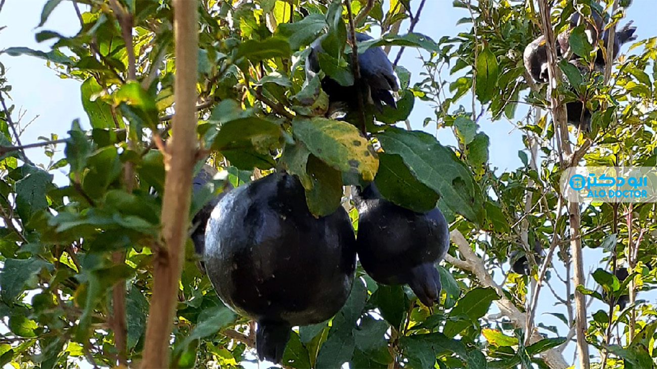 خواص شگفت انگیز انار سیاه / میوه ای افسانه ای برای پوست