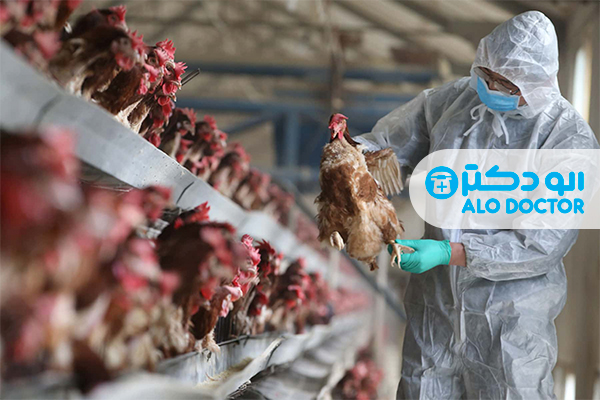 آلودگی برخی از نقاط اروپا به آنفلوانزای مرغی